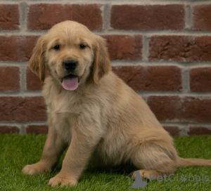 Photo №1. golden retriever - for sale in the city of Dubai | negotiated | Announcement № 158654