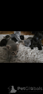 Photo №4. I will sell siamese cat in the city of Carouge.  - price - 671$