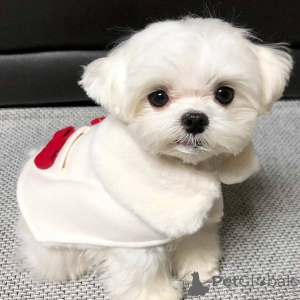 Photo №2 to announcement № 167175 for the sale of maltese dog - buy in Finland private announcement, from the shelter