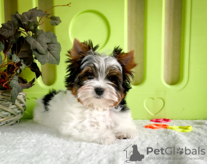 Photo №2 to announcement № 43911 for the sale of beaver yorkshire terrier - buy in Belarus breeder