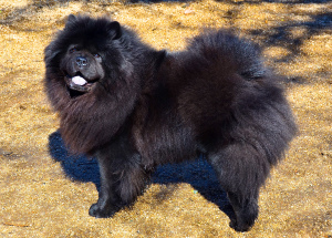 Photo №1. Mating service - breed: chow chow. Price - 250$