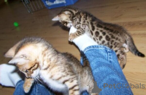 Photo №1. bengal cat - for sale in the city of Korschenbroich | Is free | Announcement № 169480