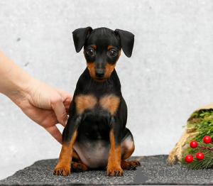 Photo №1. miniature pinscher - for sale in the city of Texas City | 850$ | Announcement № 126298