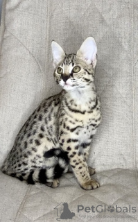 Photo №1. savannah cat - for sale in the city of Москва | 13108$ | Announcement № 26055