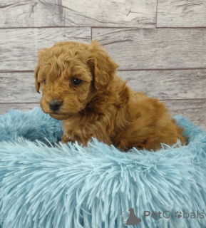Photo №1. poodle (toy) - for sale in the city of RegensDorf | 423$ | Announcement № 11315