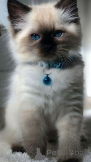 Photo №1. himalayan cat - for sale in the city of Turku | negotiated | Announcement № 136978