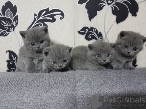 Photo №2 to announcement № 32245 for the sale of british shorthair - buy in Lithuania breeder
