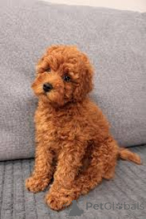 Photo №1. poodle (royal) - for sale in the city of Vienna | 723$ | Announcement № 165488