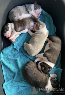 Photo №2 to announcement № 133353 for the sale of boston terrier - buy in Germany private announcement