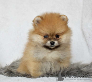 Photo №1. pomeranian - for sale in the city of Alytus | 687$ | Announcement № 127589