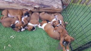Photo №4. I will sell boxer in the city of Gotland. private announcement, breeder - price - 619$
