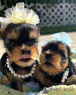 Photo №2 to announcement № 166142 for the sale of beaver yorkshire terrier - buy in United States breeder