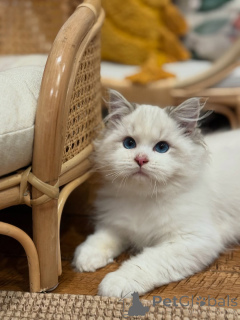Photo №2 to announcement № 157682 for the sale of ragdoll - buy in Switzerland private announcement