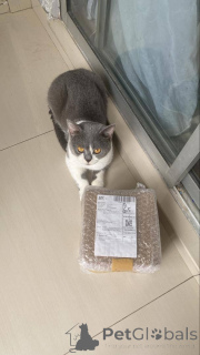 Photo №2 to announcement № 168168 for the sale of british shorthair - buy in Belgium private announcement