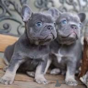Photo №1. french bulldog - for sale in the city of Paris | 1032$ | Announcement № 164755