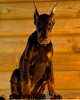Photo №3. Dobermann FCI Top puppy Doberman. Germany