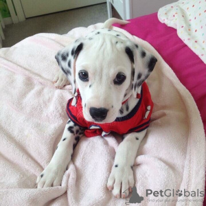 Photo №2 to announcement № 125184 for the sale of dalmatian dog - buy in Germany private announcement