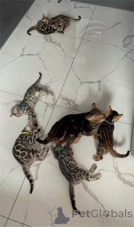 Photo №2 to announcement № 153481 for the sale of bengal cat - buy in Germany 