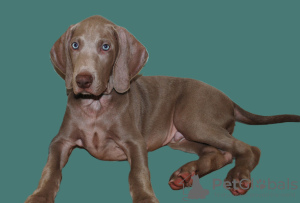 Photo №2 to announcement № 96422 for the sale of weimaraner - buy in Croatia private announcement