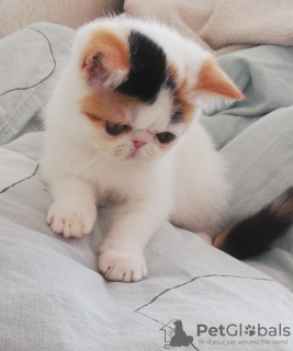 Photo №1. exotic shorthair - for sale in the city of Minsk | 1585$ | Announcement № 113690