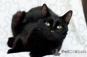 Photo №4. I will sell  in the city of Minsk.  - price - Is free