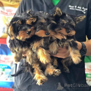 Photo №1. yorkshire terrier - for sale in the city of Helsinki | Is free | Announcement № 172398
