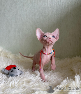 Photo №2 to announcement № 53172 for the sale of sphynx cat - buy in United States private announcement