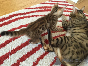 Photo №1. bengal cat - for sale in the city of Сен-Жиль | Is free | Announcement № 128953