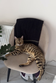 Photo №1. Mating service - breed: bengal cat. Price - negotiated