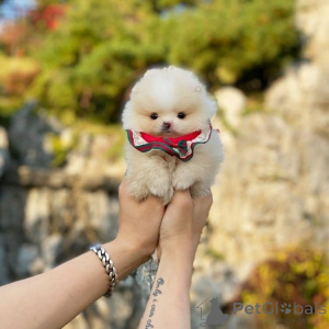 Photo №1.  - for sale in the city of Atlanta | negotiated | Announcement № 161681