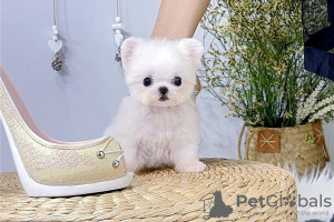 Photo №1. maltese dog - for sale in the city of Paris | Is free | Announcement № 123347