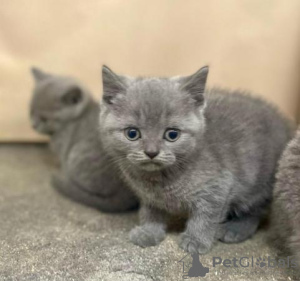 Photo №2 to announcement № 95797 for the sale of british shorthair - buy in Germany from the shelter