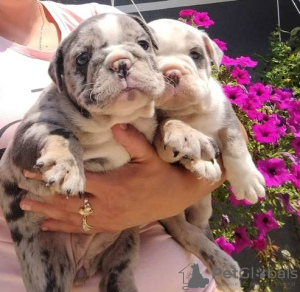 Photo №1. english bulldog - for sale in the city of Werbass | negotiated | Announcement № 108241