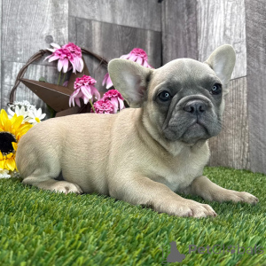 Photo №3. Free French bulldog puppy for adoption. United Kingdom