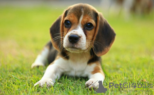 Photo №3. Healthy Beagle puppies for free adoption. Germany