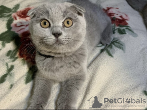 Photo №2 to announcement № 50680 for the sale of scottish fold - buy in Finland breeder