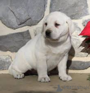 Photo №2 to announcement № 165664 for the sale of labrador retriever - buy in France private announcement, breeder