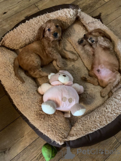 Photo №2 to announcement № 100496 for the sale of american cocker spaniel - buy in Germany private announcement, from nursery