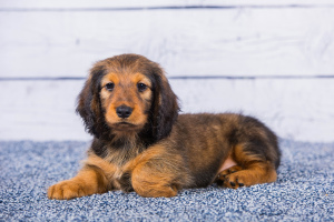 Photo №1. dachshund - for sale in the city of Gelendzhik | 641$ | Announcement № 2450