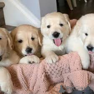 Photo №1. golden retriever - for sale in the city of Exeter | 1032$ | Announcement № 164192
