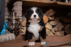 Photo №1. bernese mountain dog - for sale in the city of Minsk | 1000$ | Announcement № 9794