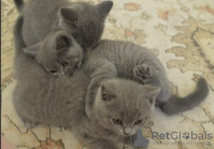 Photo №1. british shorthair - for sale in the city of Ипр | Is free | Announcement № 128205