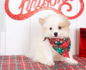 Photo №1. pomeranian - for sale in the city of Lugano | negotiated | Announcement № 17396