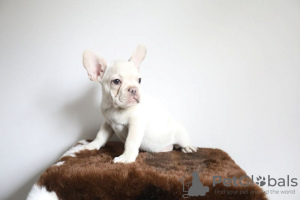 Photo №3. purebred French bulldog puppies.. Germany