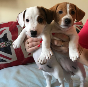 Photo №2 to announcement № 86236 for the sale of jack russell terrier - buy in United Kingdom private announcement