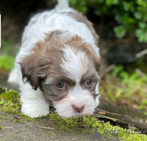 Photo №2 to announcement № 138634 for the sale of havanese dog - buy in United States breeder