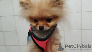 Photo №2 to announcement № 125687 for the sale of pomeranian - buy in Turkey private announcement