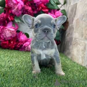 Photo №2 to announcement № 175386 for the sale of french bulldog - buy in United States private announcement