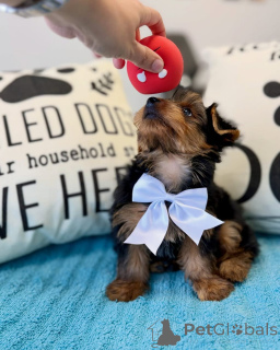 Photo №1. yorkshire terrier - for sale in the city of Frankfurt | negotiated | Announcement № 178085