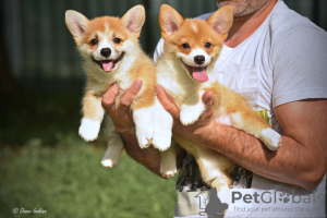 Additional photos: Welsh corgi pembroke puppies